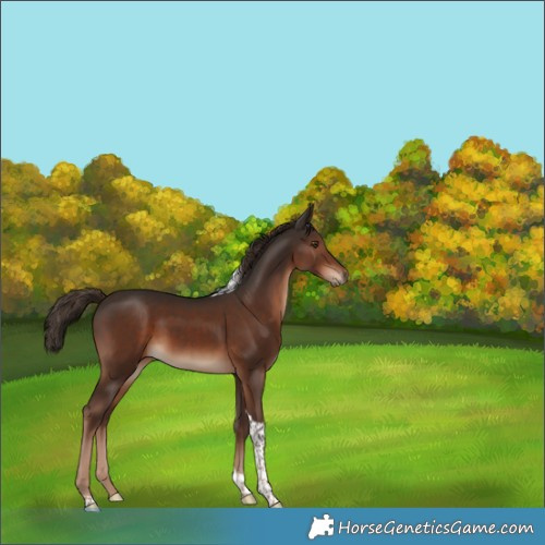 Horse Color:Liver Chestnut Tobiano 