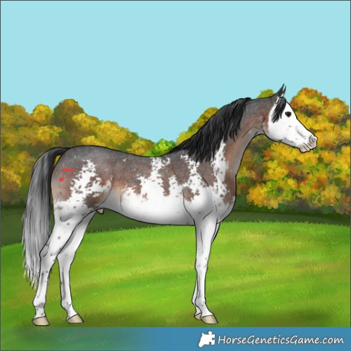 Horse Color:Brown Sabino Splash 