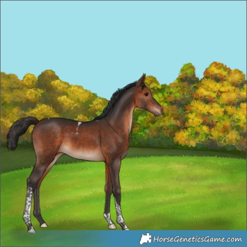 Horse Color:Bay Tobiano 