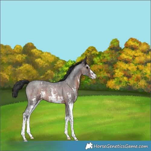 Horse Color:Brown Roan Sabino 