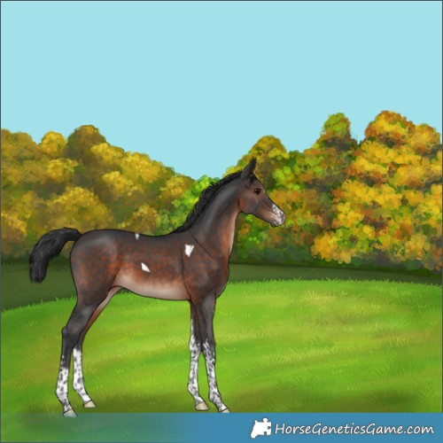 Horse Color:Brown Sabino Tobiano 