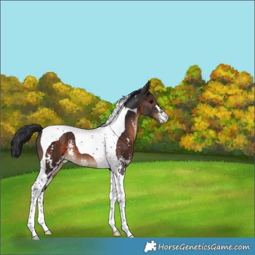 Horse Color:Brown Sabino Tobiano 