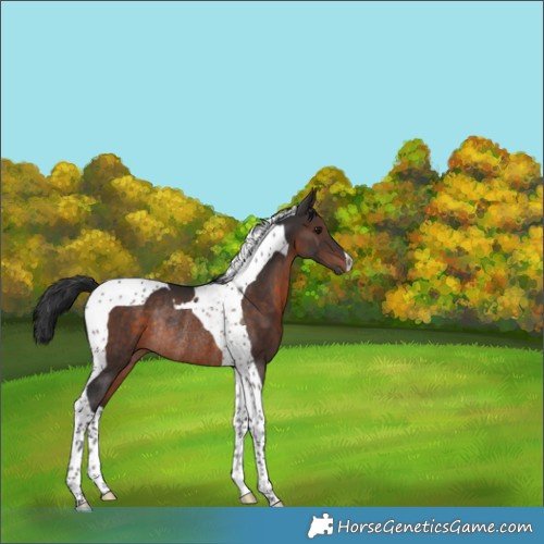 Horse Color:Brown Tobiano Rabicano 