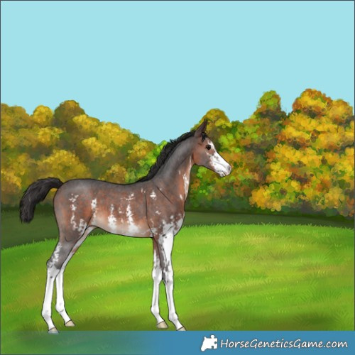 Horse Color:Brown Sabino 