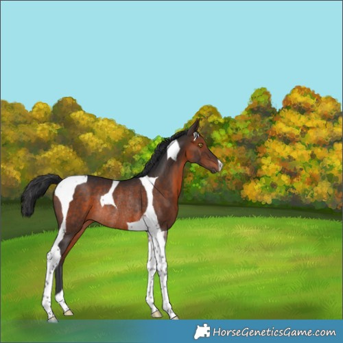 Horse Color:Brown Tobiano Rabicano 