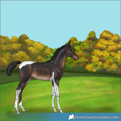 Horse Color:Brown Tobiano 