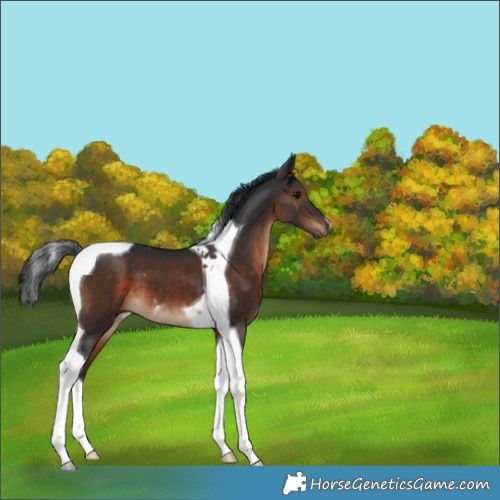 Horse Color:Brown Tobiano 