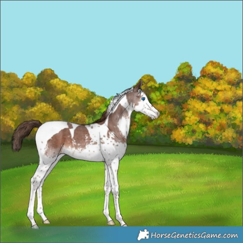 Horse Color:Liver Chestnut Sabino Splash Tobiano 