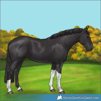 Horse Color:Smoky Black Tobiano 
