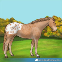 Horse Color:Chestnut Blanket 