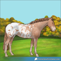 Horse Color:Gold Champagne Blanket 
