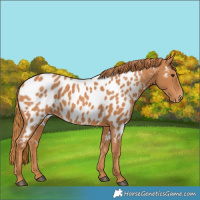 Horse Color:Chestnut Near Leopard 