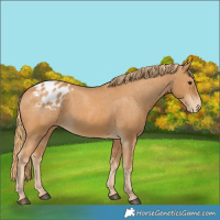 Horse Color:Chestnut Blanket 