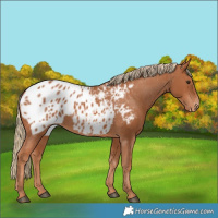 Horse Color:Chestnut Appaloosa 
