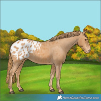 Horse Color:Chestnut Blanket 