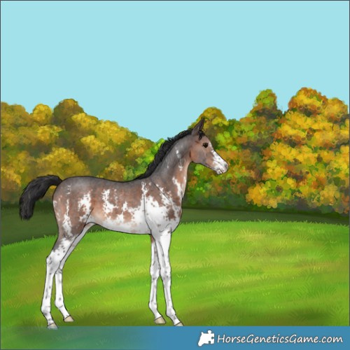 Horse Color:Brown Sabino 