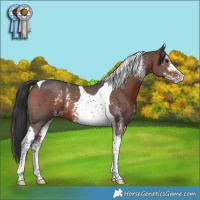 Horse Color:Brown Sabino Tobiano 