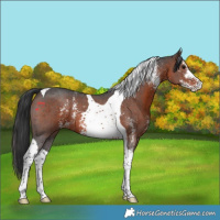 Horse Color:Brown Sabino Tobiano 