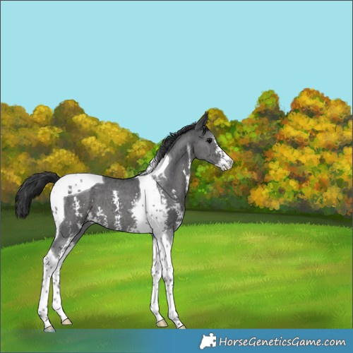 Horse Color:Black Sabino Tobiano 