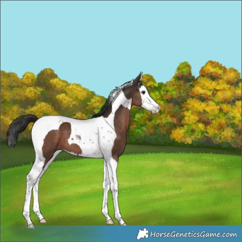 Horse Color:Liver Chestnut Splash Tobiano 