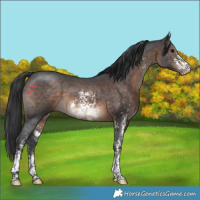 Horse Color:Brown Sabino