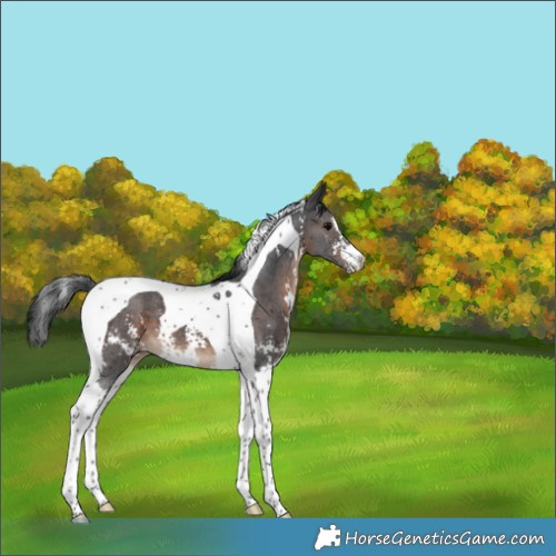 Horse Color:Brown Sabino Tobiano 