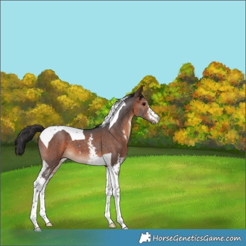 Horse Color:Brown Sabino Tobiano 
