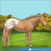 Horse Color:Chestnut Blanket 