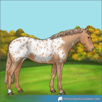 Horse Color:Chestnut Blanket 