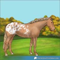 Horse Color:Chestnut Appaloosa 