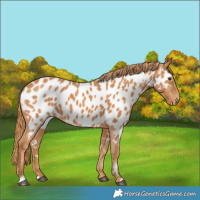 Horse Color:Chestnut Appaloosa 