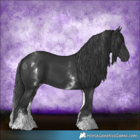 Horse Color:White Spotted Black