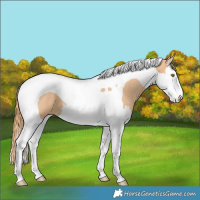 Horse Color:Gold Champagne Splash Tobiano 