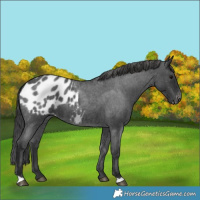 Horse Color:Blue Roan Blanket 