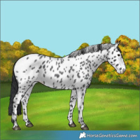 Horse Color:Blue Roan Near Leopard 