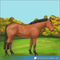 Horse Color:Bay 