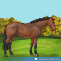 Horse Color:Bay Rabicano 