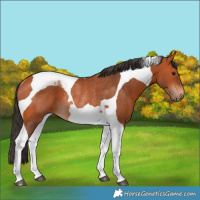 Horse Color:Bay Tobiano Rabicano 