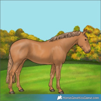 Horse Color:Chestnut 