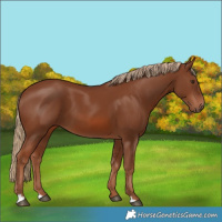 Horse Color:Chestnut 