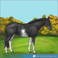 Horse Color:White Spotted Black 