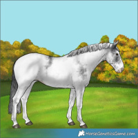 Horse Color:White Spotted Black 