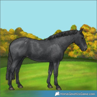 Horse Color:Black Varnish 
