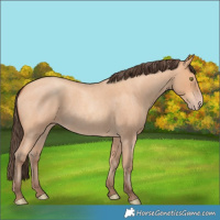 Horse Color:Amber Champagne Roan 