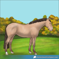 Horse Color:Amber Champagne 