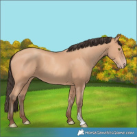 Horse Color:Amber Champagne 