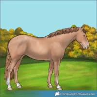 Horse Color:Gold Champagne 