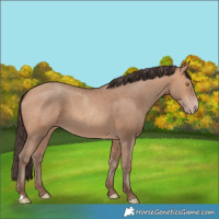 Horse Color:Amber Champagne 