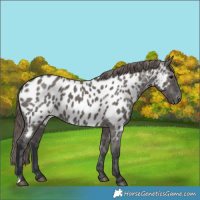 Horse Color:Grullo Near Leopard 