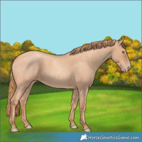 Horse Color:Gold Champagne Roan 